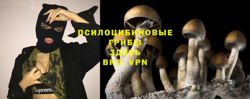 Псилоцибиновые грибы Psilocybe  даркнет сайт  Красноярск 